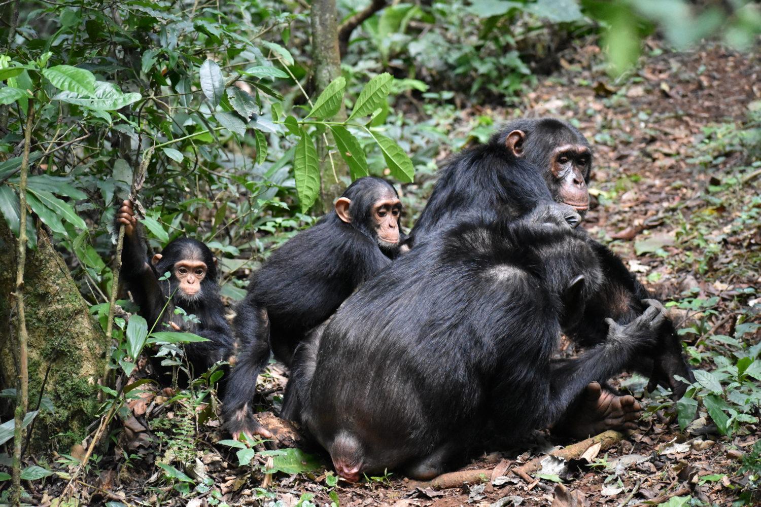 Chimpanzee family in Kibale National Park Uganda