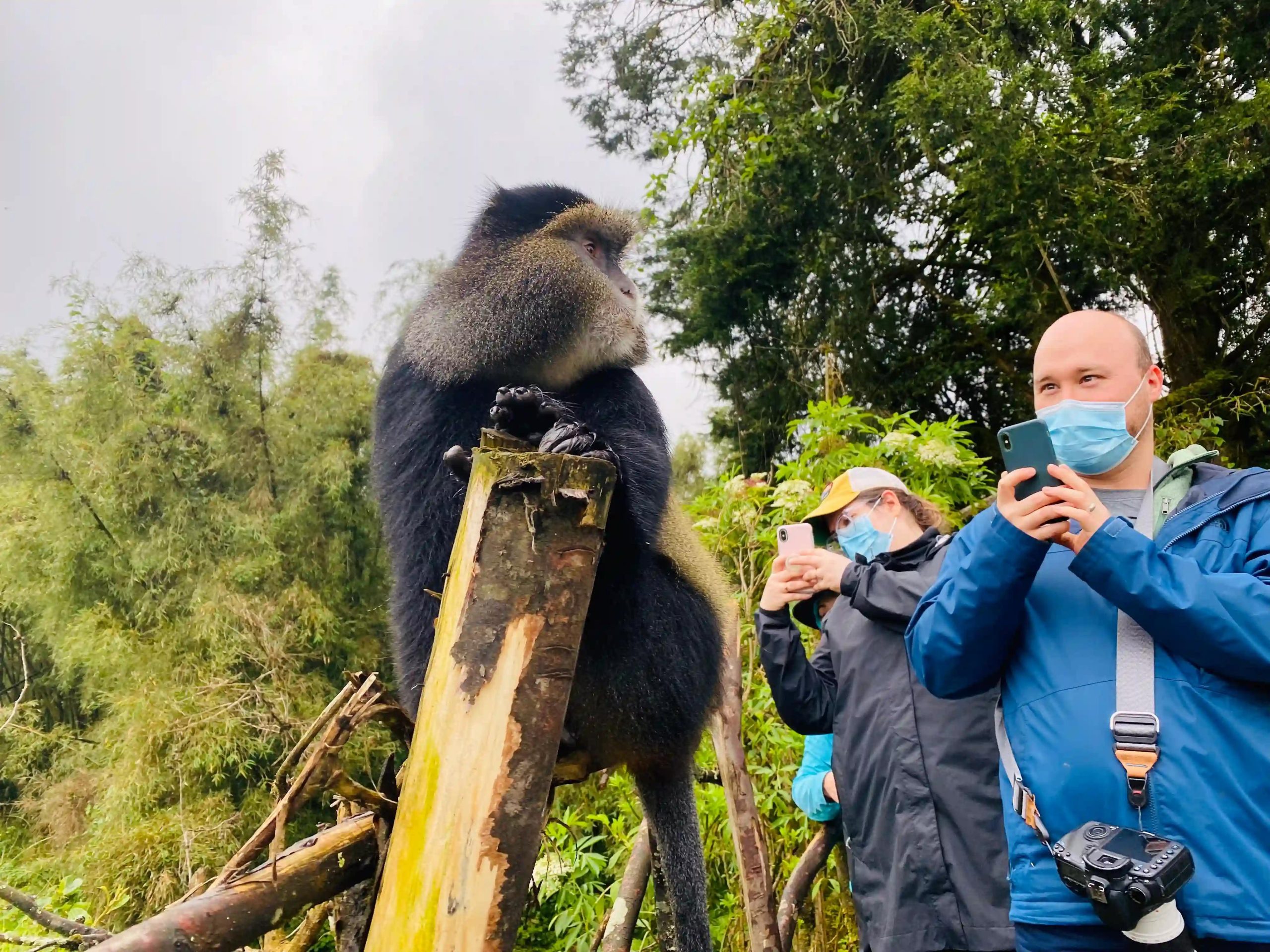 Golden monkey trekking in Mgahinga Gorilla National Park
