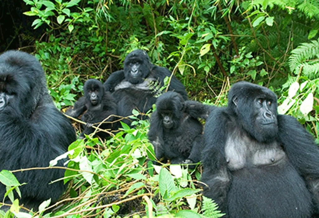 Low-Season Primate Permit Discounts in Uganda 4 Mountain gorilla family in Bwindi Impenetrable National Park Uganda