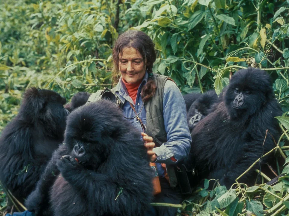 Gorilla Trekking for First-Timers 6 Gorilla Trekking for First-Timers