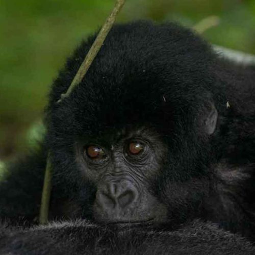 Affordable Christmas Safari in Uganda