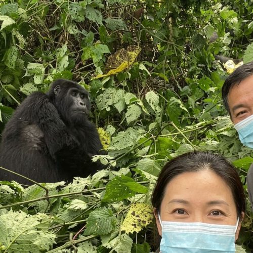 mountain gorilla trekking