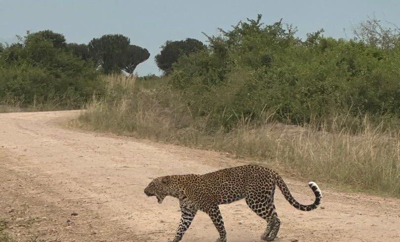 7-Day Uganda Safari