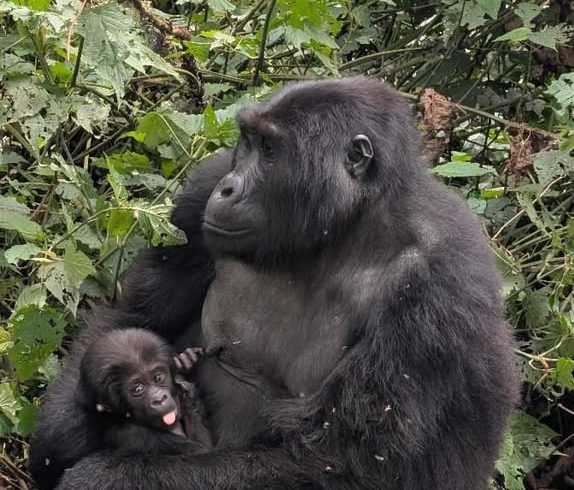 8-Day Uganda Safari