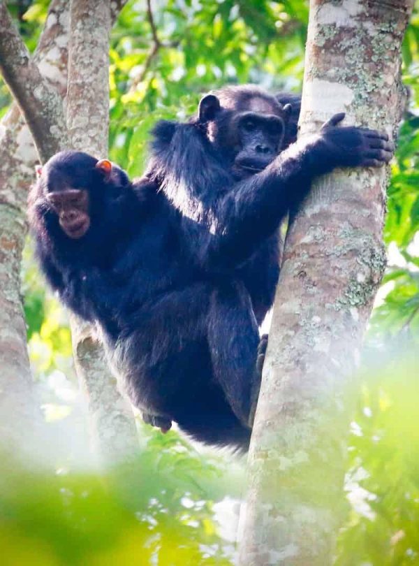 5-Days Rwanda Gorilla, Chimpanzee and Canopy Walk