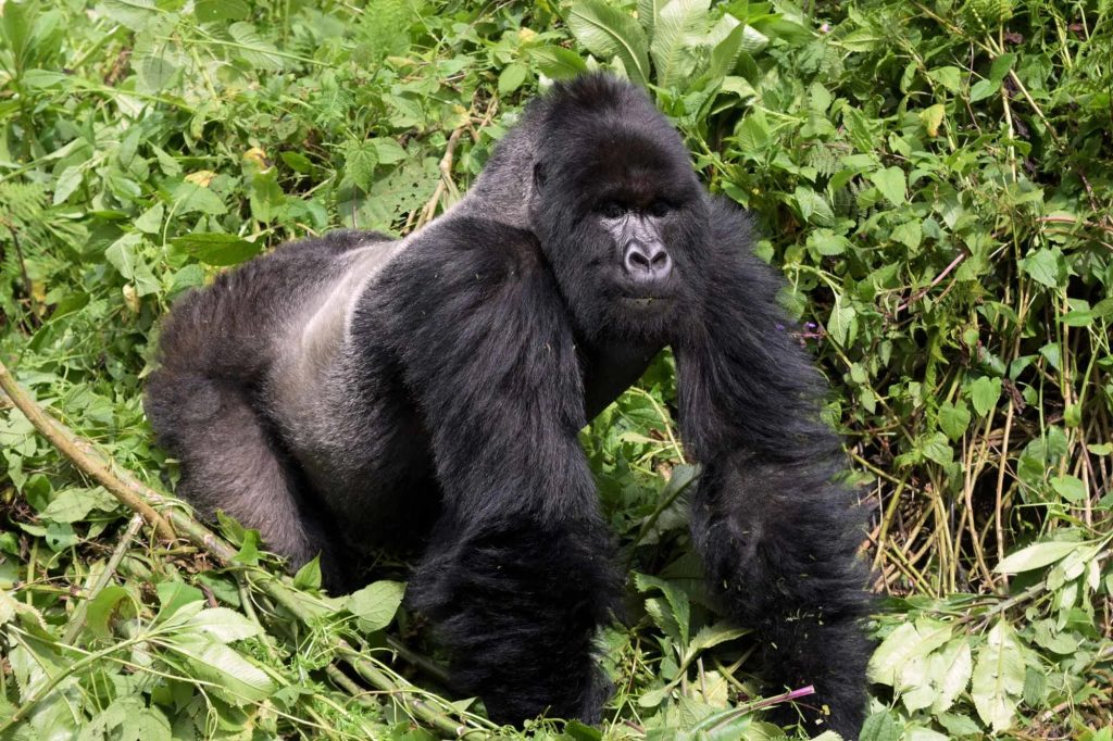 Low-Season Primate Permit Discounts in Uganda 3 Rwanda Gorilla Tour