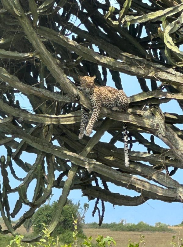 7-Day Uganda Safari
