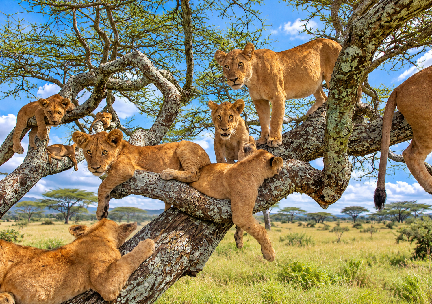 Is Uganda a Good Idea for a Primate Safari? 9 Tree-climbing lions in Queen Elizabeth National Park on a Uganda primate and wildlife safari