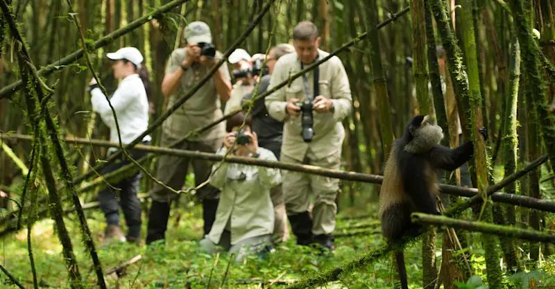 Golden monkey in bamboo forest during tracking experience in Rwanda's Virunga region