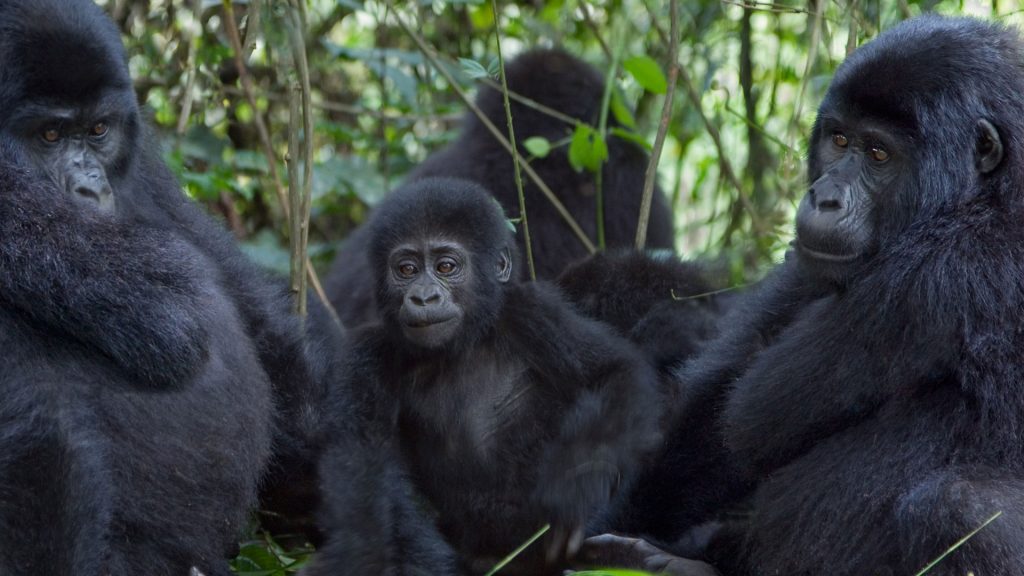 9-Day Christmas Gorilla Safari