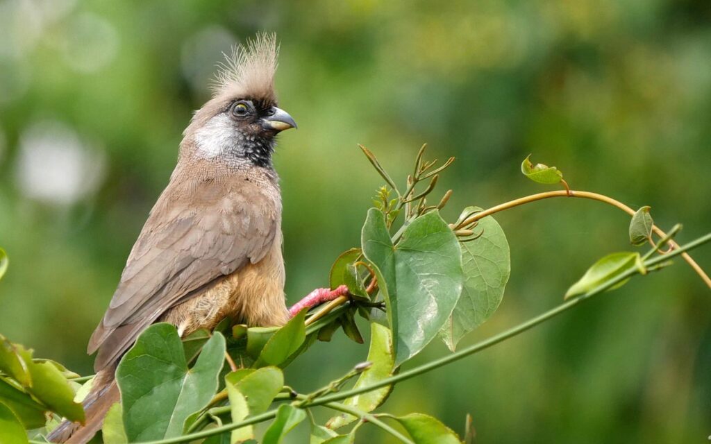 Birdwatching in East Africa