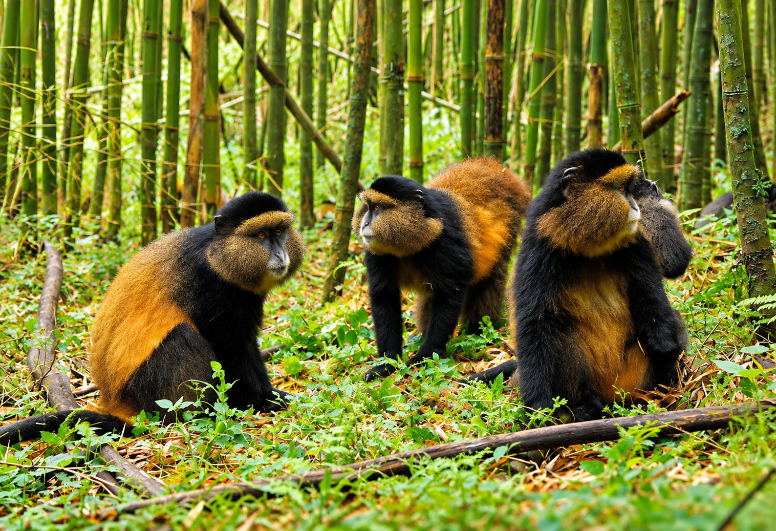 Why Does Mgahinga Have Only One Gorilla Family? 8 Golden monkey trekking in Mgahinga Gorilla National Park Uganda